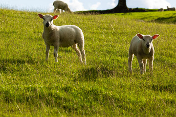 Pair of lambs looking at you