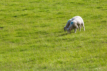 Pair of lambs eating a grass on spring field