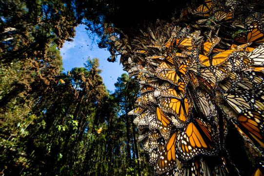Millions of monarch butterflies (Danaus plexippus) cover every inch of a tree in Sierra Chincua while in travel to winter roosts in Mexico; Sierra Chincua, Mexico