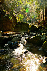 丹沢の三峰山　きらめく谷太郎川
