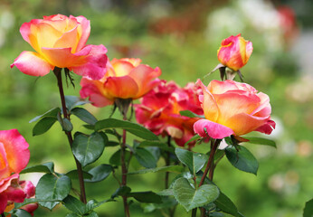 Fototapeta na wymiar Pink yellow Roses