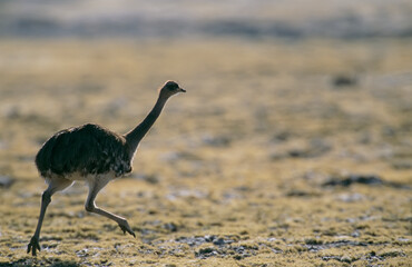 Ostrich (Struthio camelus) running through the Atacama Desert; Atacama Desert, Chile
