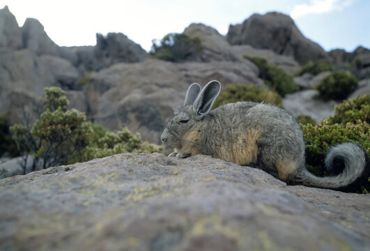 A herbivorous viscacha sits camouflaged on a rock, tail curled; Atacama Desert, Chile