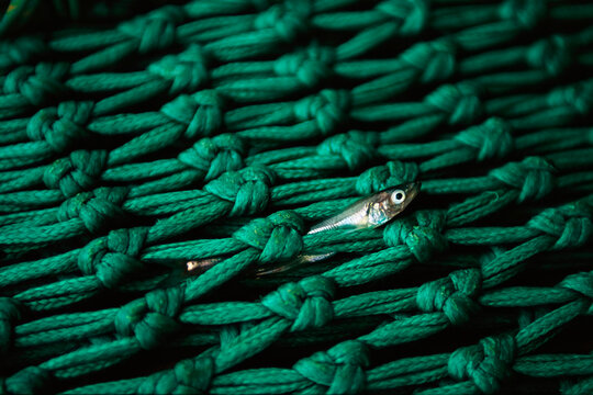 Close-up of a fishing net with fish carcass; British Columbia, Canada