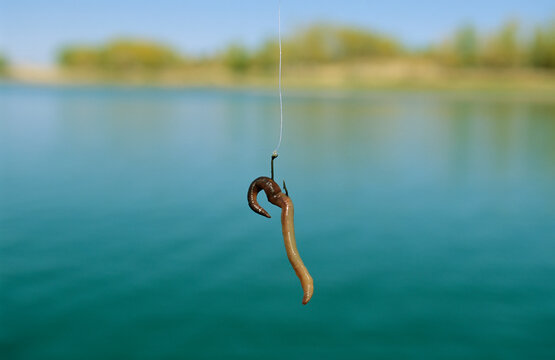 Fishing hook baited with an earthworm; Nebraska, United States of America