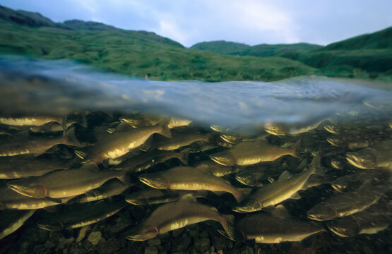 Close view of Pink salmon (Oncorhynchus gorbuscha) swimming upstream; Adak Island, Aleutian Islands, Alaska, United States of America