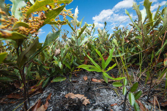 Dwarf live oak plants (Quercus minima), one of the dominant woody species found at Kissimmee Prairie Preserve State Park; Okeechobee, Florida, United States of America