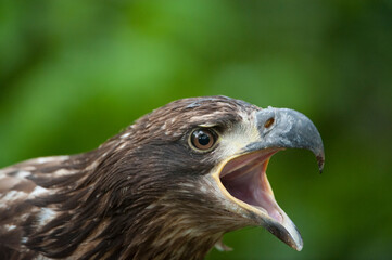 Portrait of a Golden eagle (Aquila chrysaetos), captive at a zoo; Lincoln, Nebraska, United States of America
