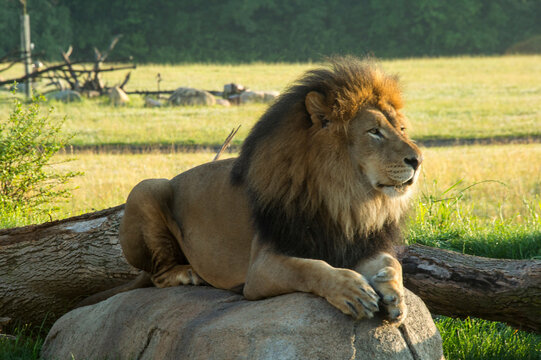 Lion relaxed on a rock in a zoo habitat; Columbus, Ohio, United States of America
