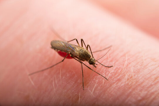 Close-up of a female mosquito (Culex tarsalis) sitting on a human hand engorged with blood; Crosslake, Minnesota, United States of America