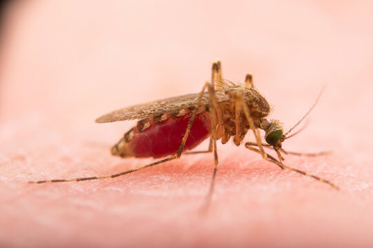 Close-up of a female mosquito (Culex tarsalis) sitting on human skin engorged with blood; Crosslake, Minnesota, United States of America