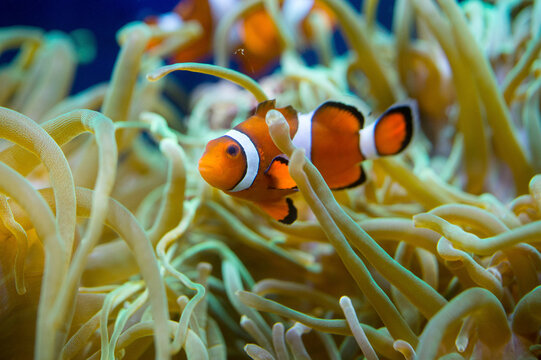 Clown fish nestled inside of a sea anemone at a zoo; Oklahoma City, Oklahoma, United States of America