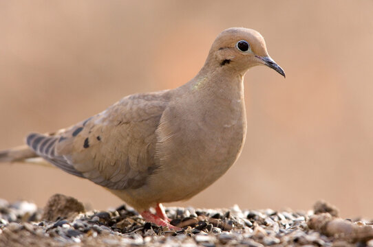 Portrait of a Mourning Dove (Zenaida macroura) in warm light; Lincoln, Nebraska, United States of America