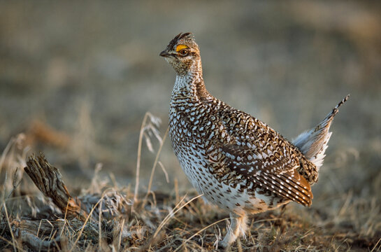 Portrait of a Columbian sharp-tailed grouse (Tympanuchus phasianellus); Craig, Colorado, United States of America