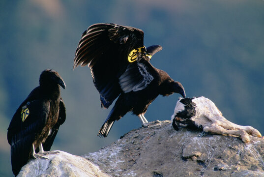 Juvenile, endangered California Condors (Gymnogyps californianus) pick away at a calf carcass in Los Padres National Forest; Goleta, California, United States of America