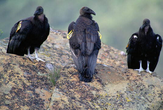 Three juvenile California Condors (Gymnogyps californianus) perch side by side on a rock in Los Padres National Forest; Goleta, California, United States of America