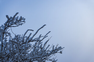 Icy tree branches in winter covered with first snow and ice in December at the beginning of winter, cool day with fog and poor visibility
