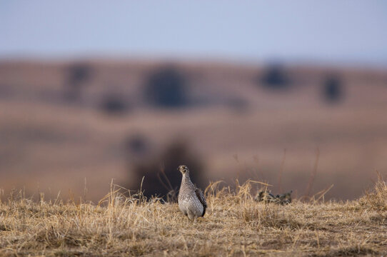 Sharp-tailed Grouse (Tympanuchus phasianellus) walks through a field; Burwell, Nebraska, United States of America