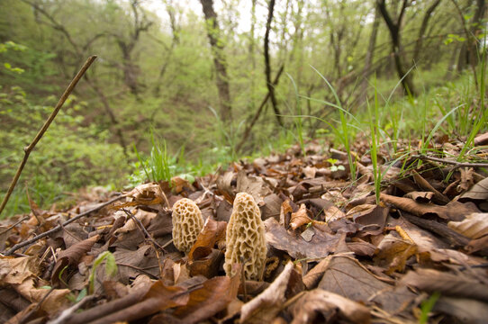 Morel mushrooms (Morchella) in a forest near Seward, Nebraska, USA; Seward, Nebraska, United States of America