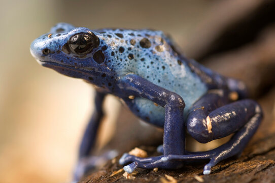Portrait of a Blue Poison Dart Frog (Dendrobates azureus) at a zoo in Nebraska; Lincoln, Nebraska, United States of America
