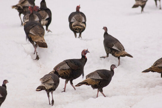 Guineafowl (Numididae) in the snow near Burwell, Nebraska, USA; Burwell, Nebraska, United States of America.