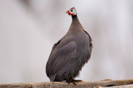 Portrait of a Guineafowl perched on a wooden rail with a snowy background; Burwell, Nebraska, United States of America