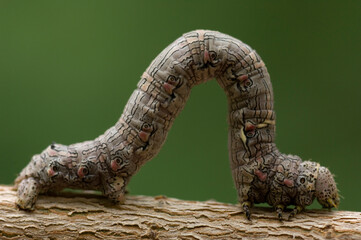 Moth caterpillar (Lepidoptera noctuidae) uses it's stick-like appearance to keep predators away; Lincoln, Nebraska, United States of America