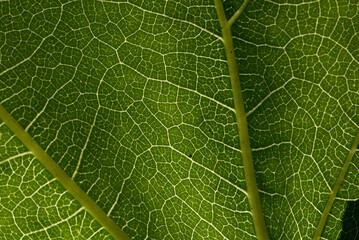 Close-up detail of the venation on a vine leaf; Lincoln, Nebraska, United States of America