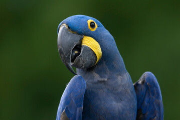 Close-up portrait of a Hyacinth macaw (Anodorhynchus hyacinthinus) at a zoo; Omaha, Nebraska, United States of America