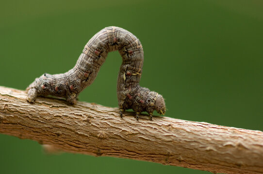 Moth caterpillar (Lepidoptera noctuidae) inches along a tree branch, using it's stick-like appearance to keep predators away; Lincoln, Nebraska, United States of America