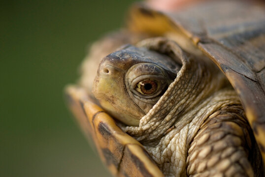 Portrait of an Ornate box turtle (Terrapene ornata ornata) on a hog farm in Kansas, USA; Greenleaf, Kansas, United States of America