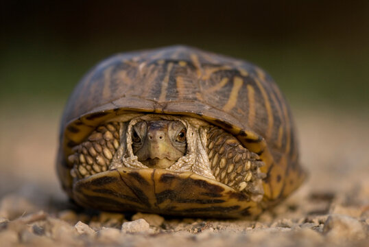 Portrait of an Ornate box turtle (Terrapene ornata ornata) on a hog farm in Kansas, USA; Greenleaf, Kansas, United States of America