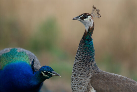 Portrait of a Peacock and Peahen together on a hog farm in Kansas, USA; Greenleaf, Kansas, United States of America