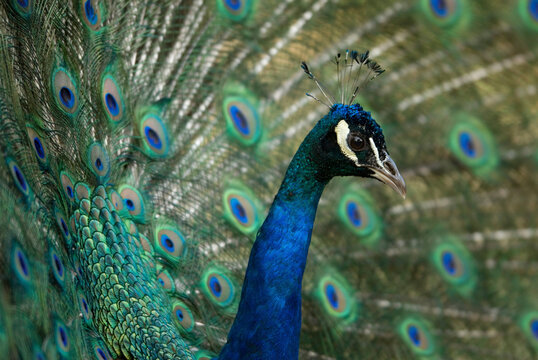 Close-up of a Peacock displaying for nearby females at a zoo; Omaha, Nebraska, United States of America