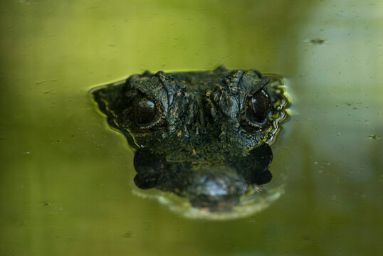 Dwarf crocodile (Osteolaemus tetraspis) submerged in green water at a zoo with only eyes and top of head showing; Lincoln, Nebraska, United States of America