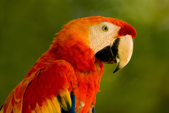 Portrait of a Scarlet macaw (Ara macao) at a zoo; Lincoln, Nebraska, United States of America