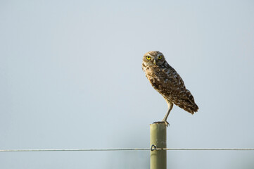 Burrowing owl (Athene cunicularia) perched on a post against a clear blue sky in eastern Montana; Malta, Montana, United States of America