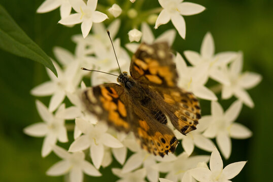 Portrait of a Painted Lady butterfly (Vanessa cardui) resting on blossoms in a butterfly pavilion at a zoo; Lincoln, Nebraska, United States of America