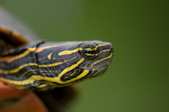 Close-up of the head and shell of a Pond turtle (Emydidae); Burwell, Nebraska, United States of America
