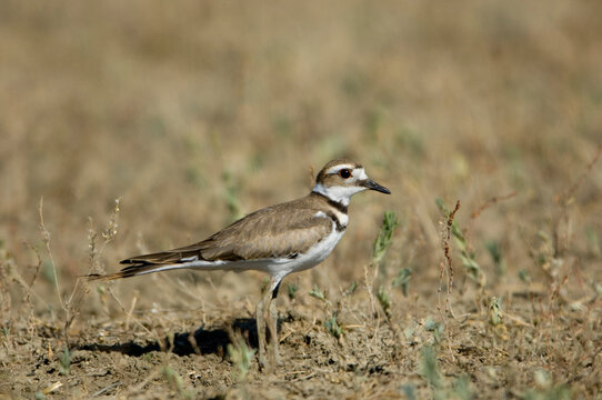 Killdeer (Charadrius vociferus) standing on the ground in eastern Montana, USA; Malta, Montana, United States of America