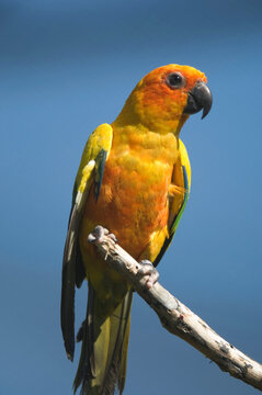 Portrait of a Sun conure (Aratinga solstitialis) perched on a branch against a bright blue sky at a zoo; Wichita, Kansas, United States of America