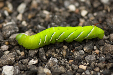 Tomato hornworm's (Manduca quinquemaculata) green color stands out against the ground; Manhattan, Kansas, United States of America