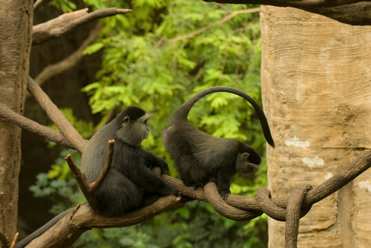 Two Blue monkeys (Cercopithecus mitis) moving across branches in a zoo enclosure; Omaha, Nebraska, United States of America