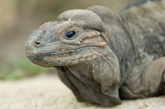 Portrait of a Rhinoceros iguana (Cyclura cornuta) in a zoo; Wichita, Kansas, United States of America