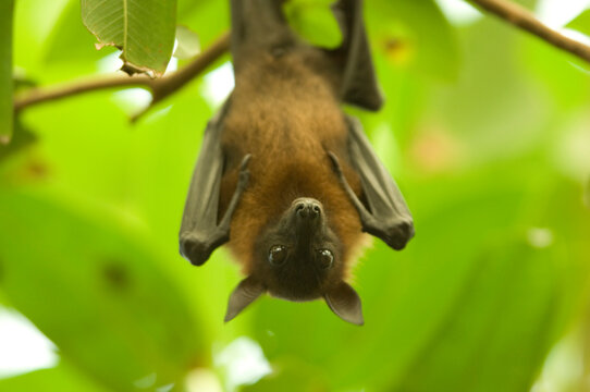 Portrait of an Indian flying fox (Pteropus giganteus) hanging from a tree in a zoo; Wichita, Kansas, United States of America