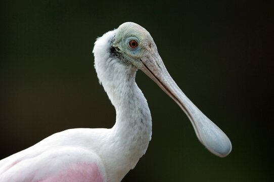 Portrait of a Roseate Spoonbill (Ajaia ajaja) against a black background in a zoo; Wichita, Kansas, United States of America