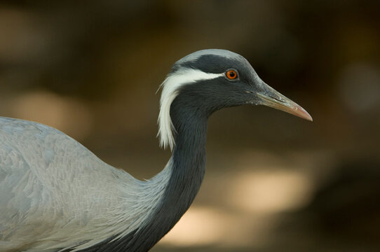 Close-up portrait of a Demoiselle crane (Anthropoides virgo) in a zoo; Wichita, Kansas, United States of America
