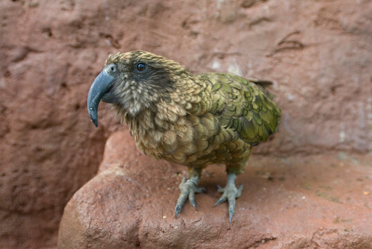 Portrait of a Kea (Nestor notabilis), the world's only carnivorous parrot, standing on a rock in a zoo enclosure; Wichita, Kansas, United States of America