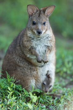 Portrait of a Parma wallaby (Macropus parma) with it's baby in its pouch in a zoo; Manhattan, Kansas, United States of America