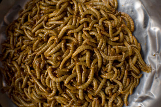 Yellow mealworms (Tenebrio molitor linnaeus) used as food at a zoo; Manhattan, Kansas, United States of America